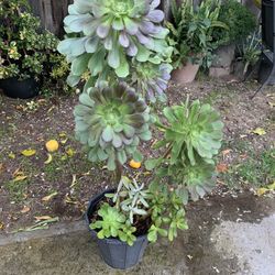 3 Ft Tall Succulent
