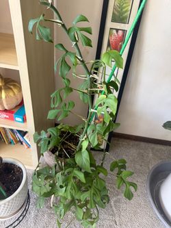 Mini monstera clippings