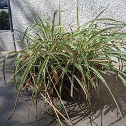 Spider Plants