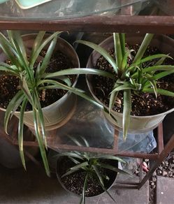 Bromeliads plant varios colores