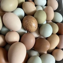 Fresh Unrefrigerated And Unwashed Eggs 