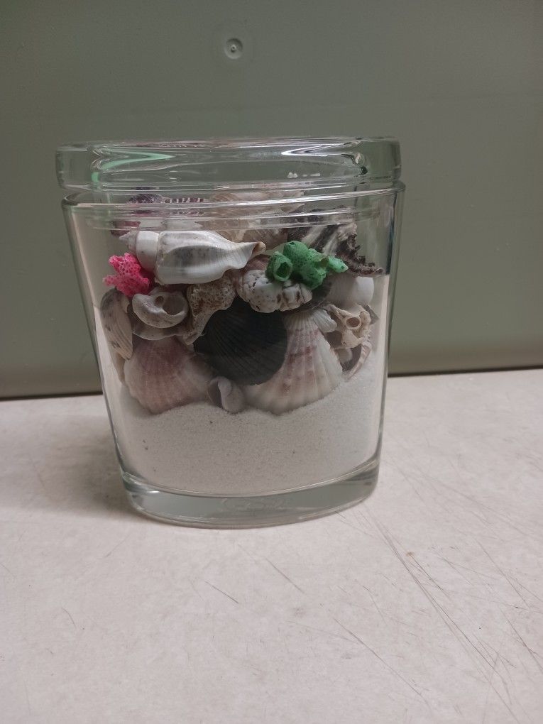 Seashell Decor