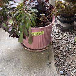 Good condition succulent plants with pots
