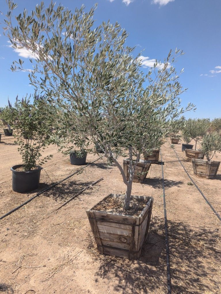 $650e Swan hill Fruitless-olive Tree