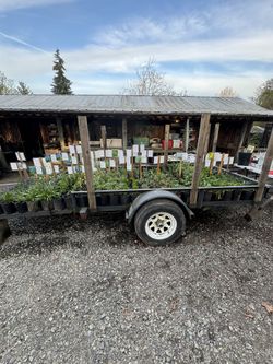 Plant Sale - East Tacoma