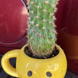 Plantas cactus