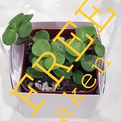 Peperomia Hope 2" Plant Sunlight: requires bright but indirect sunlight. Watering: should be watered every two to four weeks to be safe and to avoid