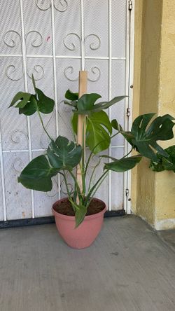 Monstera plants