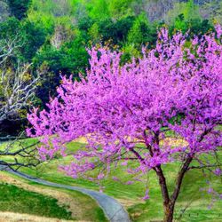 Eastern Redbud Trees —