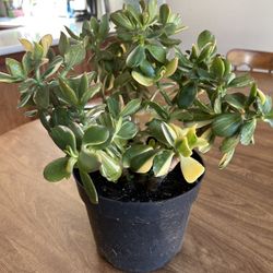 Variegated Lucky Jade Plant 