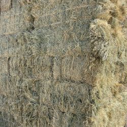 Teff Hay For Sale