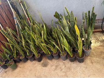 Snake plant