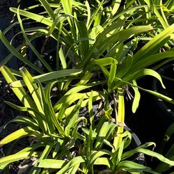 Lily Of The Nile / Agapantha Plant