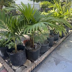 CAT PALMS 2 Gallon