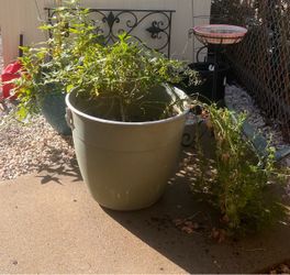 Very mature vegetable plants  for gardens and cooks