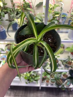 Curly spider plant with baby