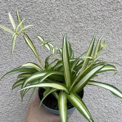 Beautiful Variegated Spider Plant 