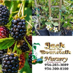Blackberry  Plants  Fruiting I  3gal Arboles  De Mora Fruteando 