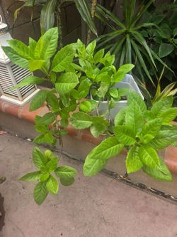Insulina Plant Medesinal