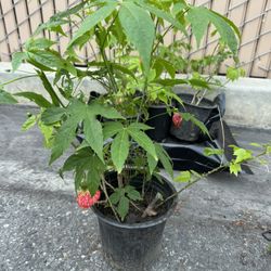 Red Chinese Latern Plant Blooming
