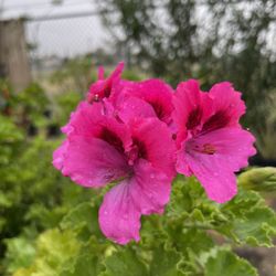 Geraniums / Geranios