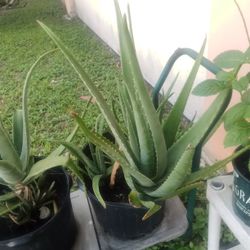 Big Aloe Plant