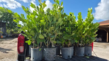 Clusias Plants About 4 feet Tall. Instant privacy