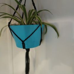 Hanging Plant 