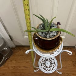 Aloe Vera Plant With Stand 