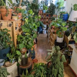 9/24/22 - How Many Ways Are There to Say - Pottery + Plants for Sale
