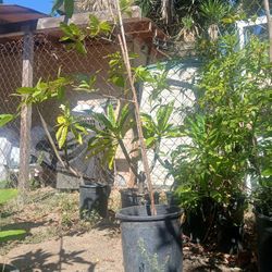 Guava (Guayaba) Tree