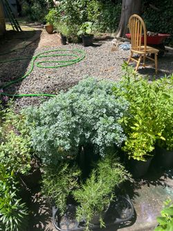 Ruda .  Epazote chiles manzanos salvia o mirto flores Lilys stivia Romero