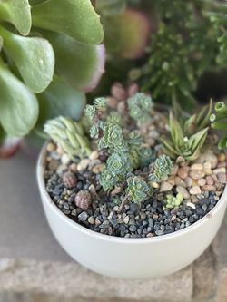 Succulentas Para Cualquier Ocasión