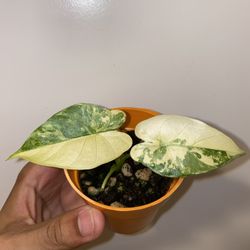 Alocasia Gageana Aurea/Mint 3 Inch Ceramic Pot