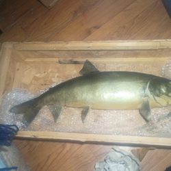 Taxidermy Trout