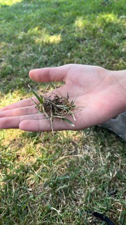 Grass