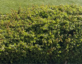 Elephant bush (Portulacaria afra)