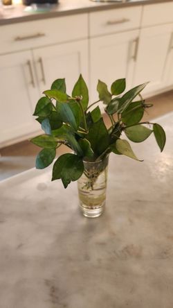 Hoya khronia