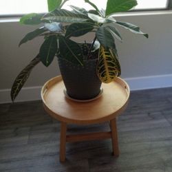 Large Croton Plant With Stand