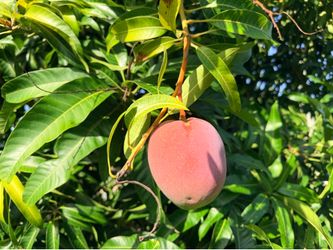 Organic Mangoes
