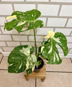 Monstera Thai Constellation