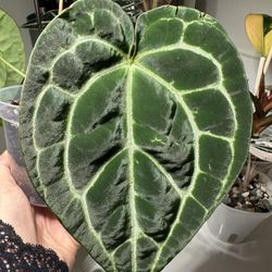 Beautiful Anthurium Crystallinum 
