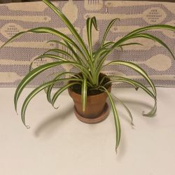 Spider Plants In 4” Red Clay Pot With Matching Saucer