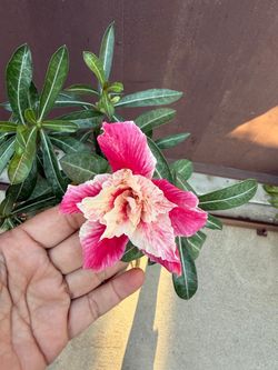 8” desert rose