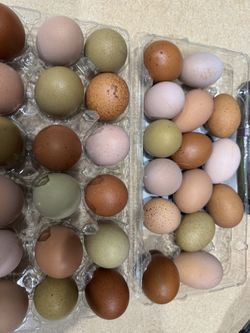 Farm fresh organic eggs