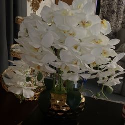 Decorative Orchid Plant