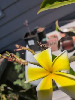 Plumeria Plant Large Pot 6 Tips