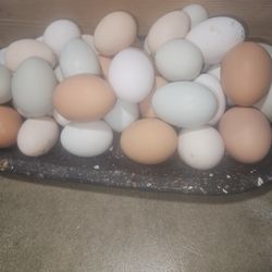 Fresh eggs