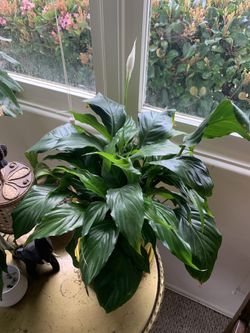 Peace lily Plant