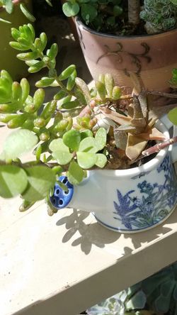 succulent